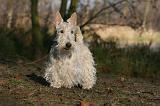 SCOTTISH TERRIER 013